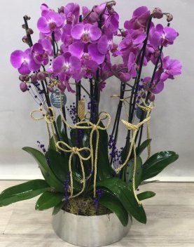 10 lu Mor Orkide