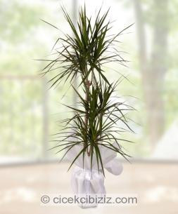 3 Köklü Dracena Bitkisi