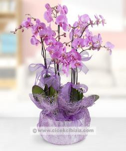 5 Dal Mor Orkide Çiçeği