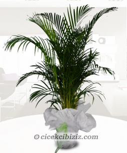 Areka Çiçeği (Büyük Boy)