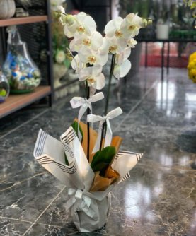 İki Dallı Beyaz Orkide