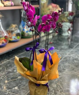 İki Dallı Mor Orkide