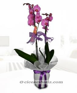 Phalaenopsis Mor Orkide Çiçeği