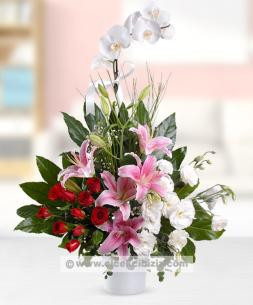 Tek Dallı Orkide Arajmanı