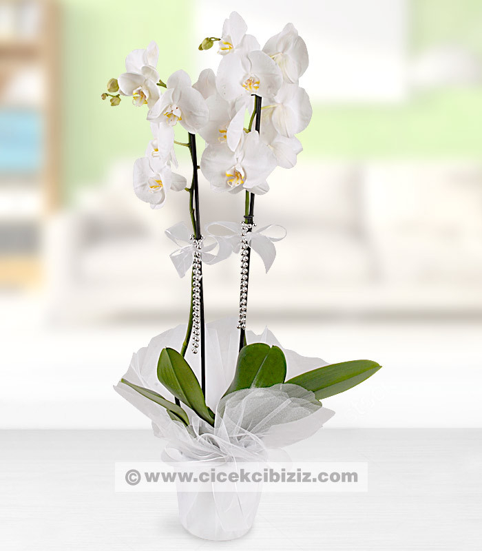 2 Dallı Beyaz Orkide Çiçeği