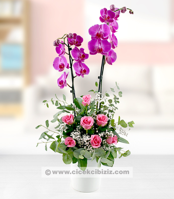 Mor Orkide ve Pembe Gülün Asaleti