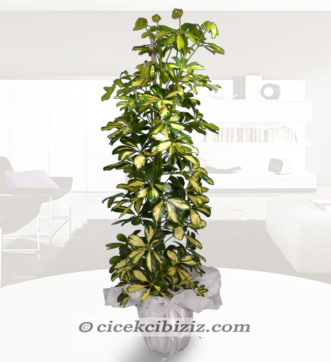 2 li Schefflera Bitkisi