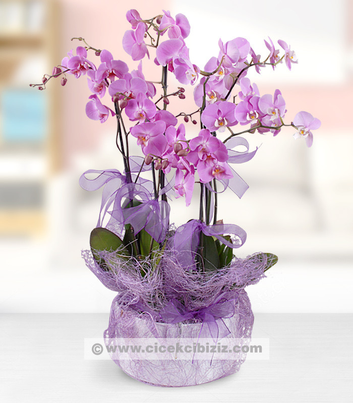 5 Dal Mor Orkide Çiçeği