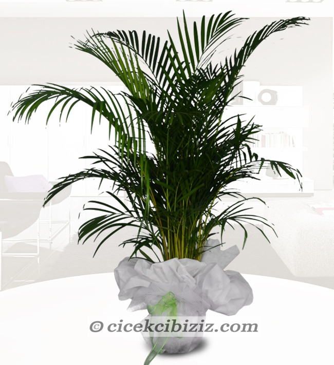 Areka Çiçeği (Büyük Boy)