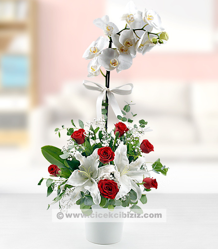 Beyaz Orkide Kırmızı Güller