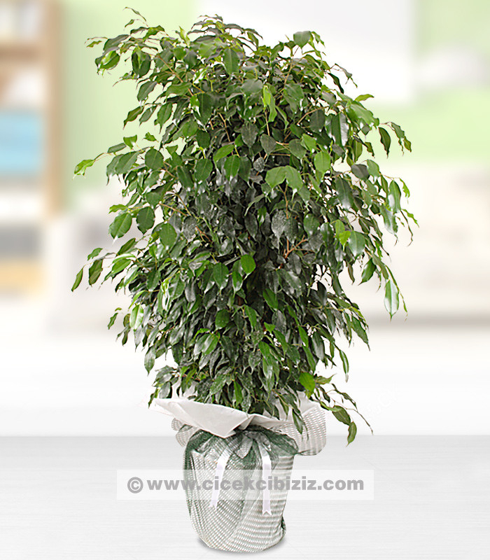 Büyük Boy Benjamin Ağacı