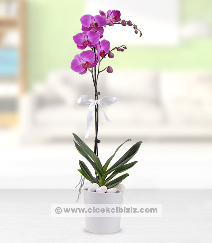 Phalaenopsis Tek Dallı Mor Orkide