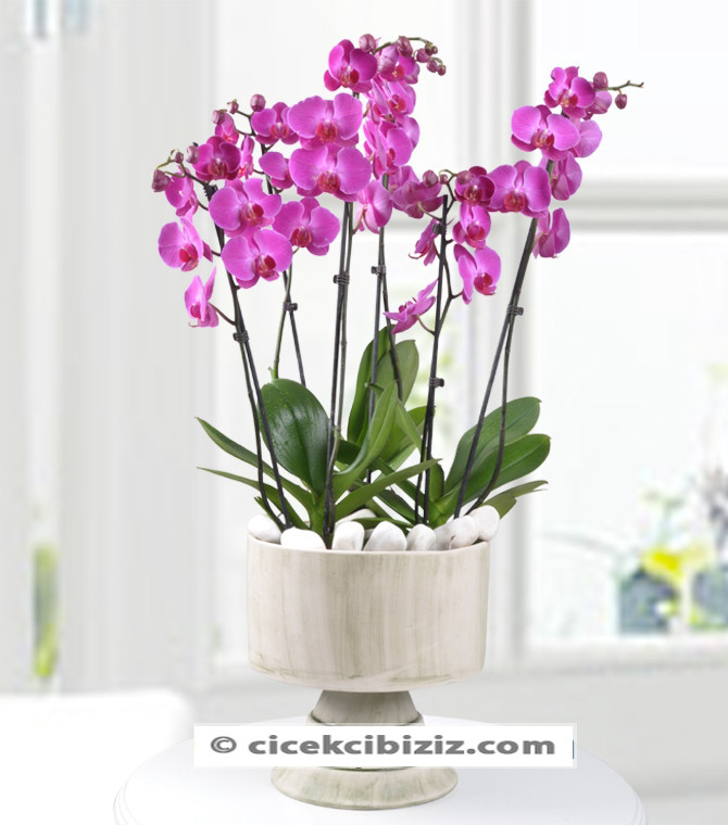 Vip Vazo 6 Dal Mor Orkide Çiçeği